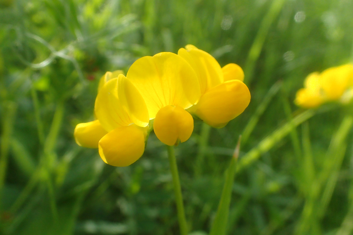 2019_0609G_STRAŻOWSKIE0020