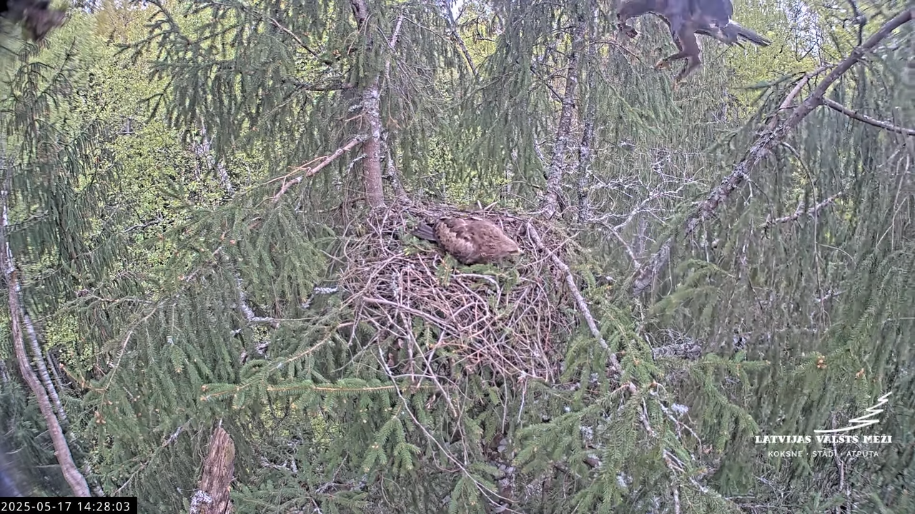 LVM mazais ērglis Lisiņa, egle2 – Lesser Spotted Eagle 14-52-3 screenshot