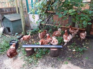 My-new-BHWT-hess-063.jpg