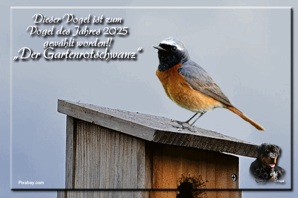 An den Beitrag angehängtes Bild: https://i.postimg.cc/ZKDKCMkr/Dieser-Vogel-ist-zum-Vogel-des-Jahres-2025-gew-hlt-worden.gif