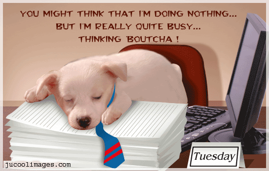 Tuesday-Dog