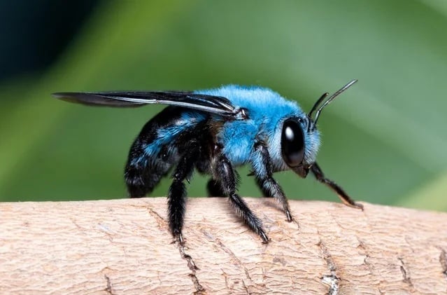 not-all-bees-are-yellow-the-blue-carpenter-bee-v0-gwxbvvh92qfh1.jpg