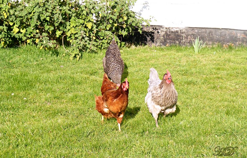 chickens-hens-HD.jpg