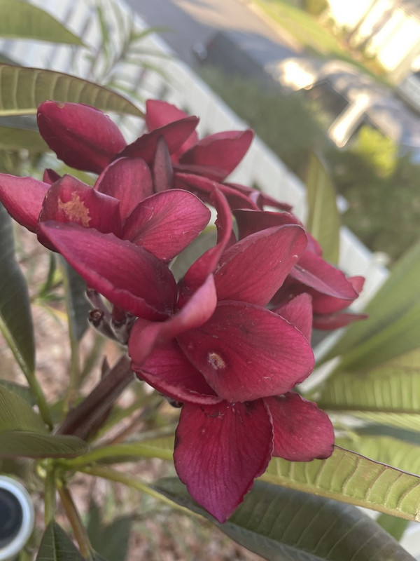 FBBC8988-1881-4FFC-94EF-E7C4DED3E5CB_1_105_c