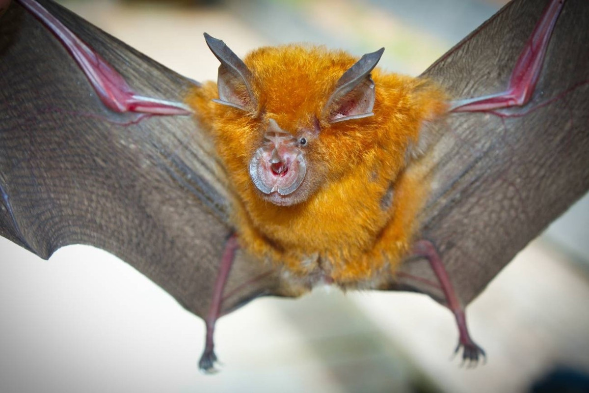 Virus de murciélago similar al Covid podría infectar humanos 