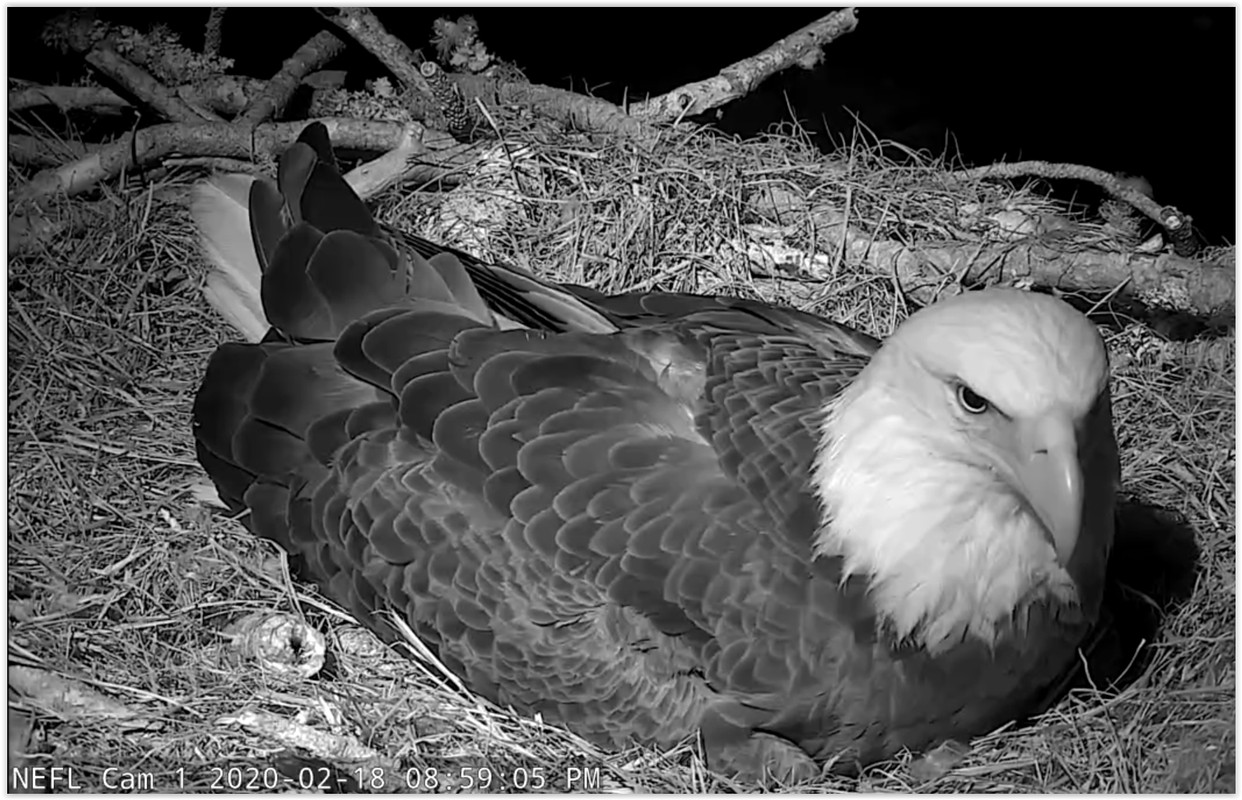 Screen Shot 02-19-20 at 03.00 AM