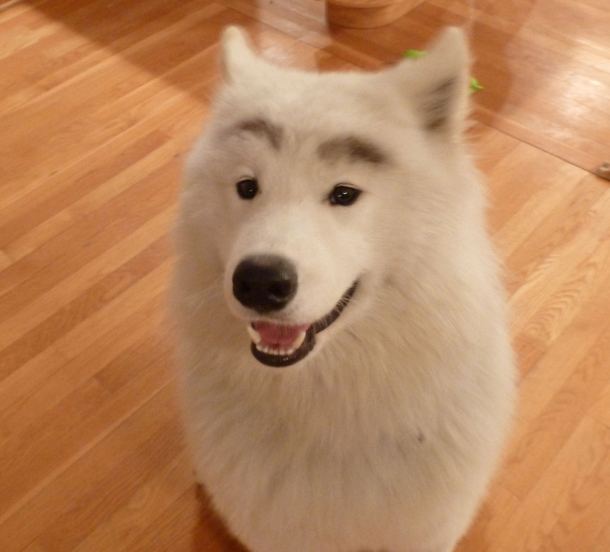eyebrows