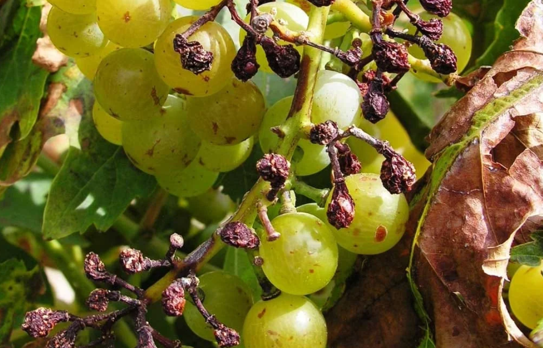 Способы борьбы с болезнями и вредителями виноградной лозы
