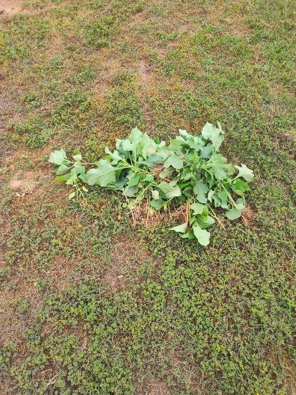 IMG_20250517_084310446