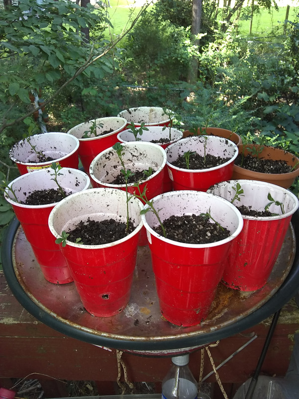 trifoliata seedling planted