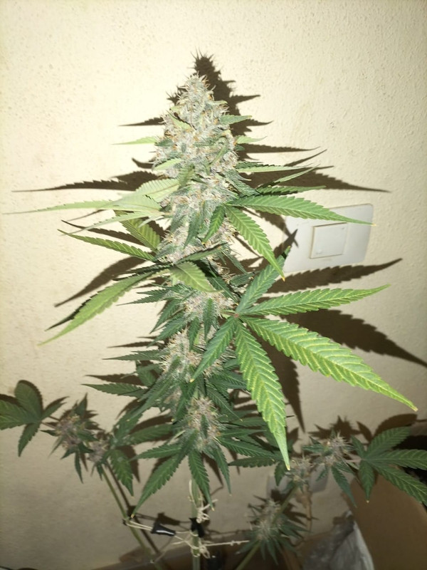 Imagen-de-Whats-App-2024-09-12-a-las-19-