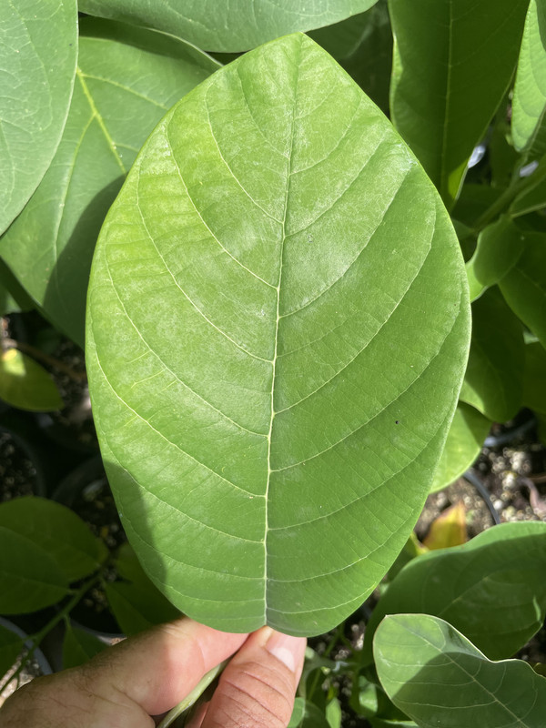 4297B192-510E-4BA8-B7C4-8B9762C39631