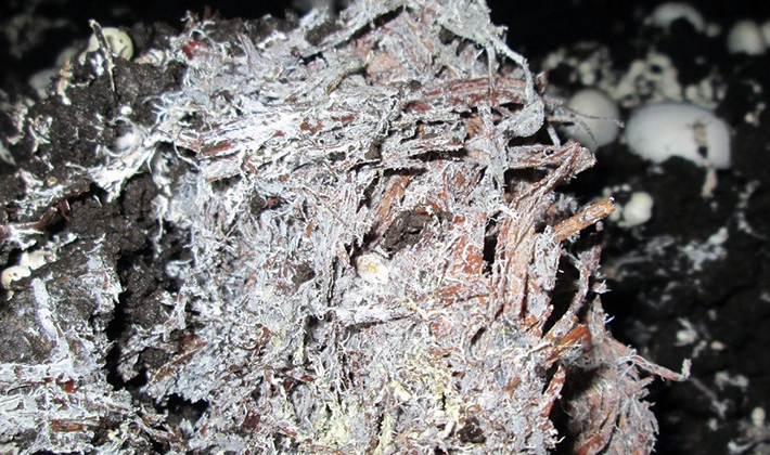 желт конф