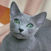 chat