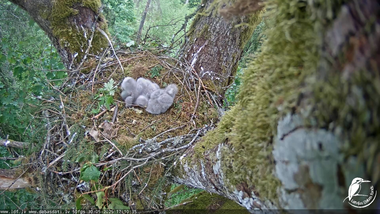 Melnās klijas (Milvus migrans) Kurzemē_ peļu klijāni (Buteo buteo) 12-23-15 screenshot