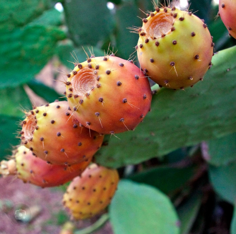 @crnme2cactus qu'est ce qu'on mange aujourd'hui