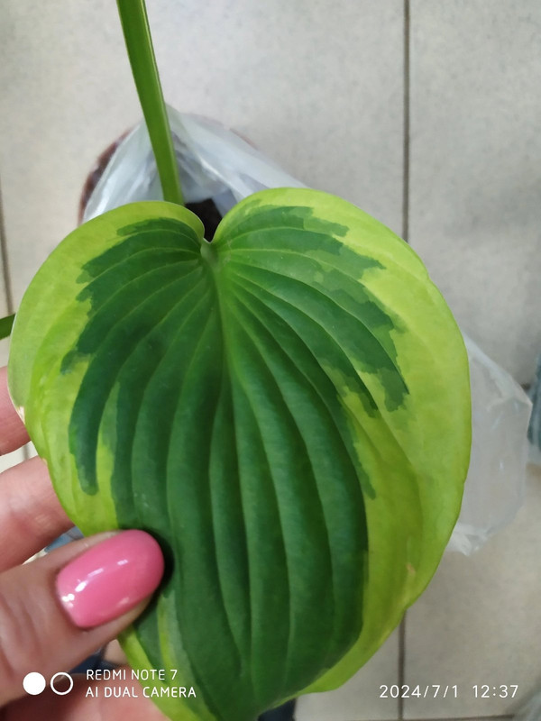 изображение_viber_2024-07-01_13-01-48-601