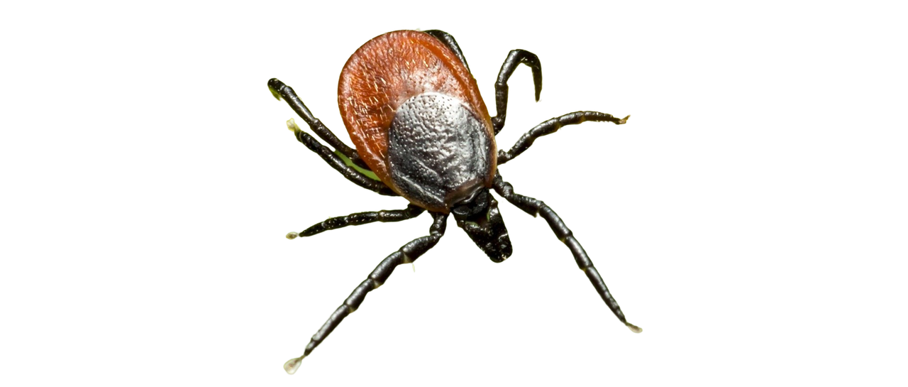 Tick illustration