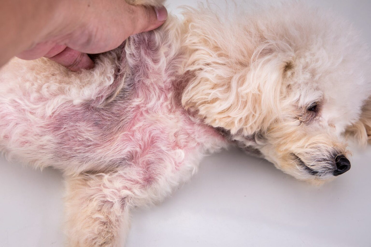 Common Skin Conditions In Dogs