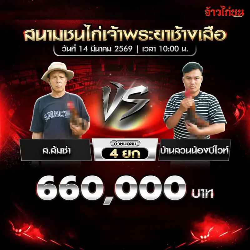 โปรแกรมไก่ชน คู่ที่ 4 ส.ส้มซ่า พบ บ้านสวนน้องบีไวท์ สนามชนไก่เจ้าพระยาช้างเสือ 14 มีนาคม 2569
