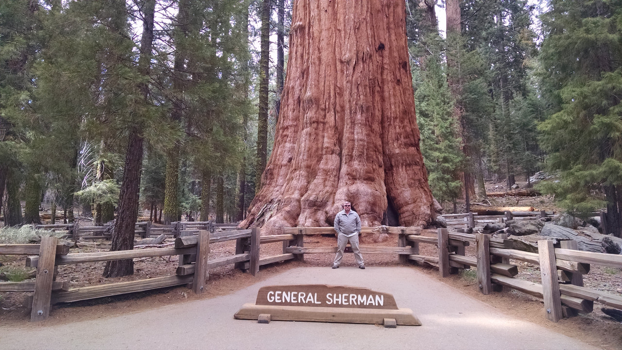 Redwood vs Douglas Fir (Firs were taller)