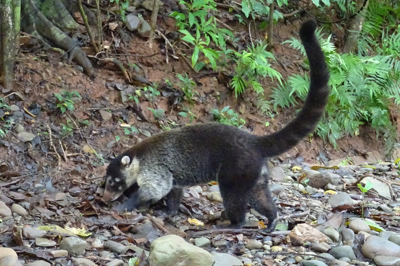 Día 14. Parque nacional Manuel Antonio - 3 semanas Costa Rica en autobús 2018 Oct (3)