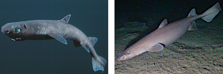 Dalatias-licha.png