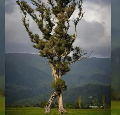 Walking Tree auf YouTube