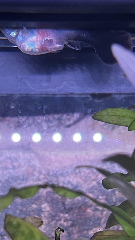 ABAB0011-9FFE-47F9-AFA9-AA438786E918