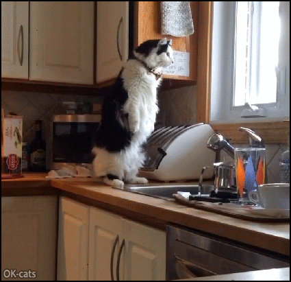 Funny-Cat-GIF-Tuxedo-Meer-Cat-in-action-in-the-kitchenn-spying-on-new-butler.gif