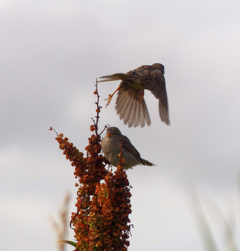 SPARROW 14 220724