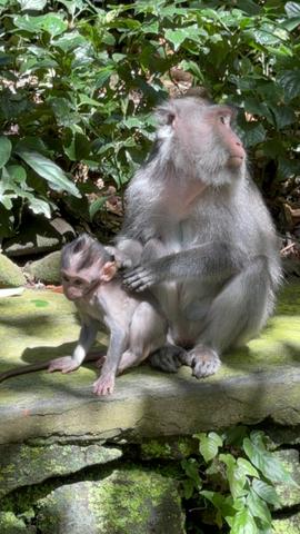 6 Aviones, 3 barcos y 2 trenes, empezando en Estambul y terminando Kuala Lump - Blogs de Indonesia - TERCERA PARADA: BALI (27)