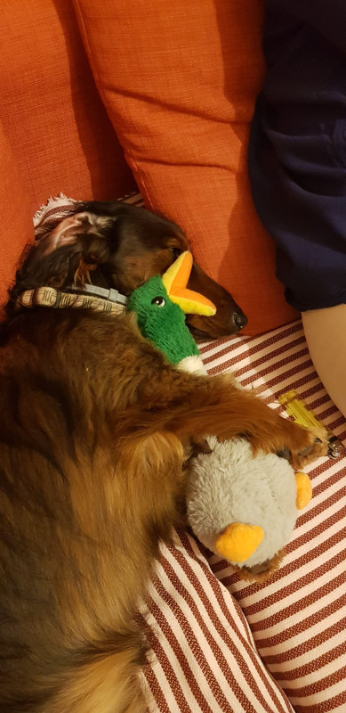 [Image: IMG-20200806-WA0000.jpg]