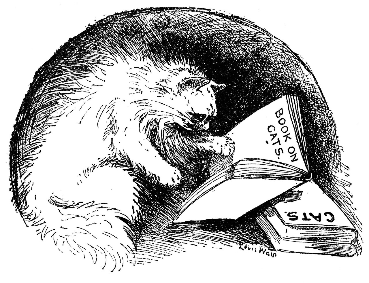 credit to louis wain a pen drawing made by louis wain depicting a cat reading through books about cats