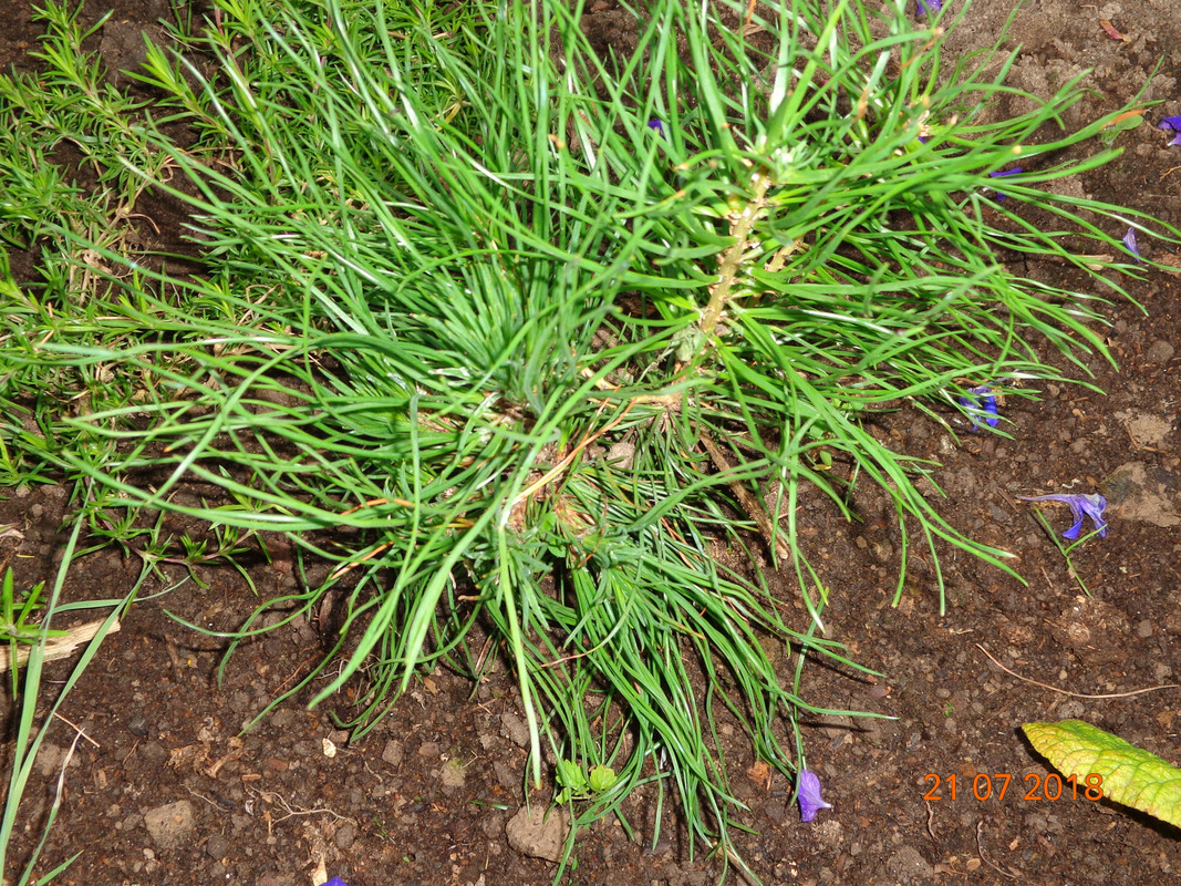 сосна шарик