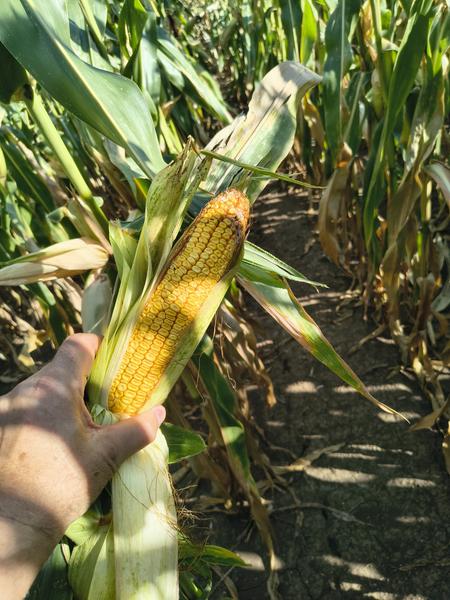 IMG 20260810 084703656 HDR