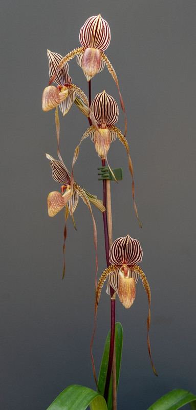 202309 Paph St Swithin D