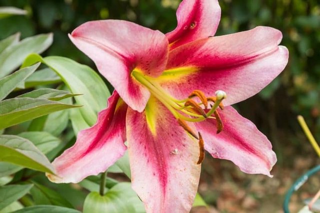 [Image: Orienpet-lilies-lilium-anastacia-768x512.jpg]