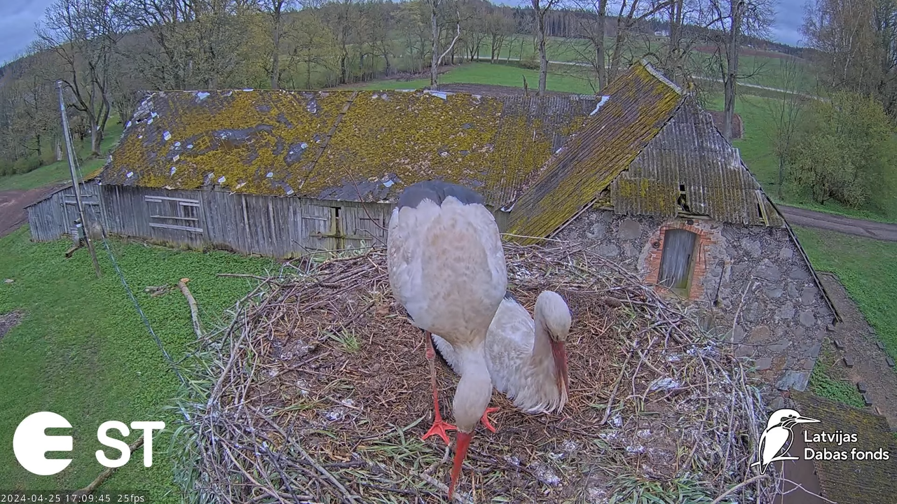 Baltie stārķi (Ciconia ciconia) Tukuma novadā - LDF tiešraide __ White storks in Tukums, Latvia 13-2