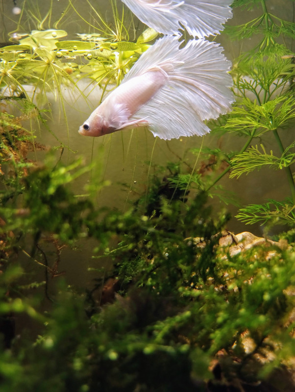 2024-08-22 18.31.08-1