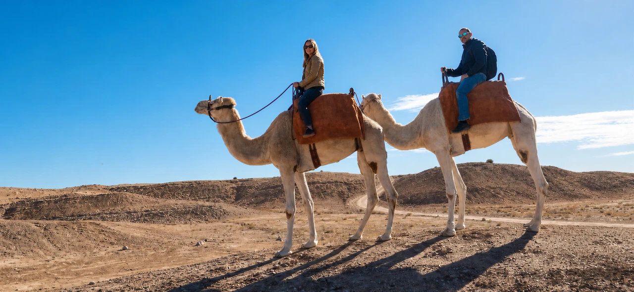 Camel in Desert 4