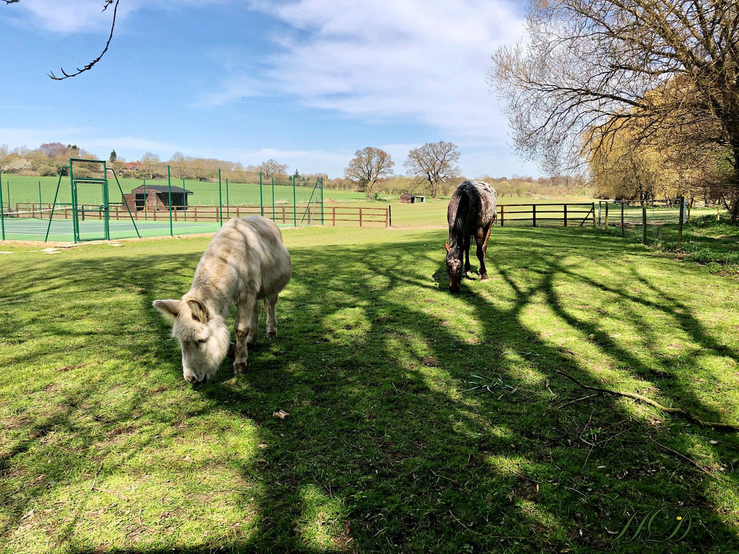 Darcy-donley-logan-horse-HD.jpg