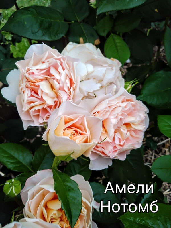 IMG_20250304_110506