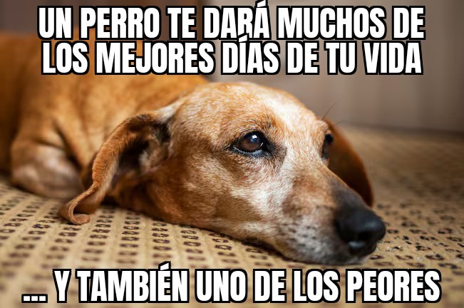 perritos.jpg