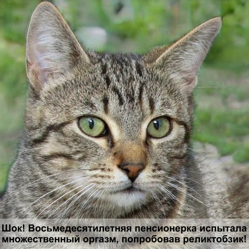клещи у кошек