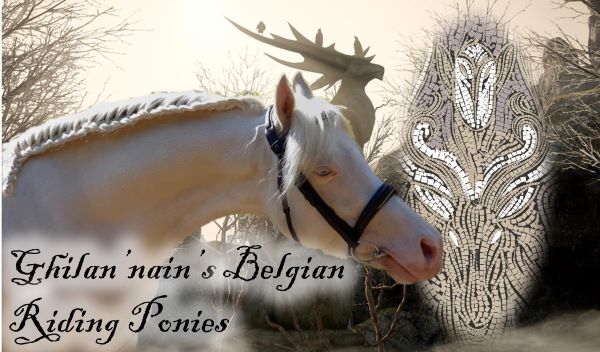 Ghilannain-s-Belgian-Riding-Ponies-600w