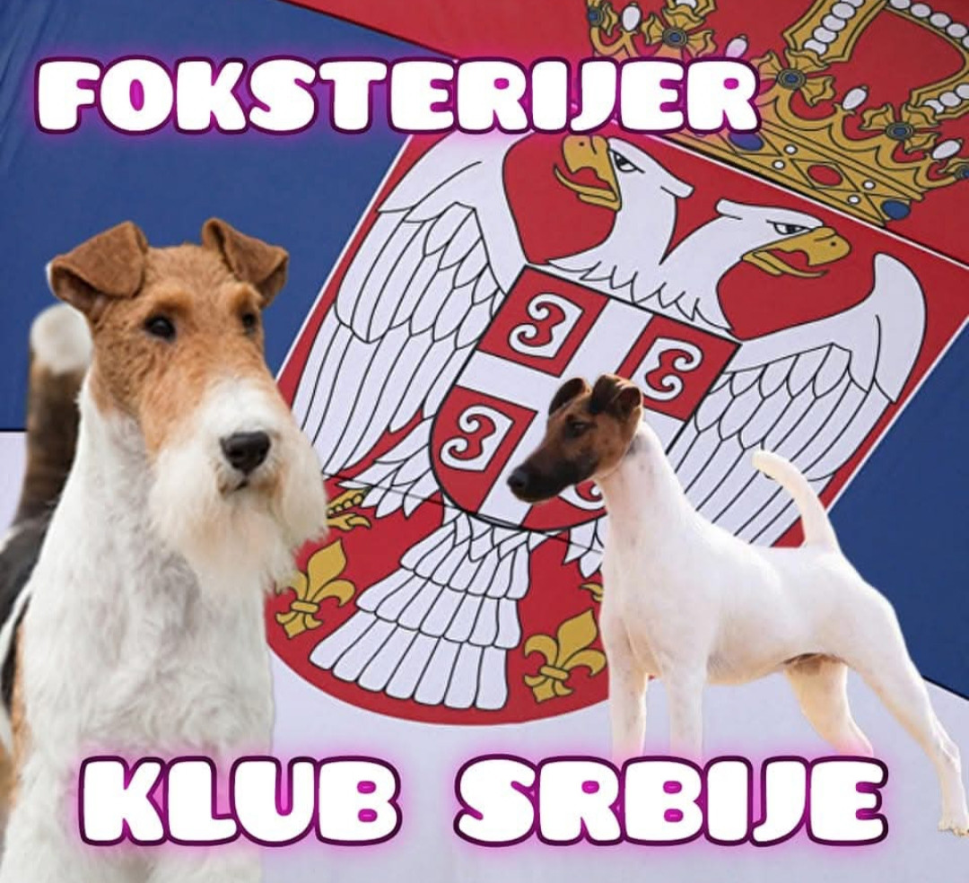 Foksterijer klub Srbije Logo