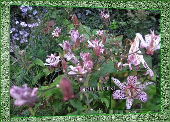 TRICYRTIS-PADDELELIE-ARMELUISORCHIDEE