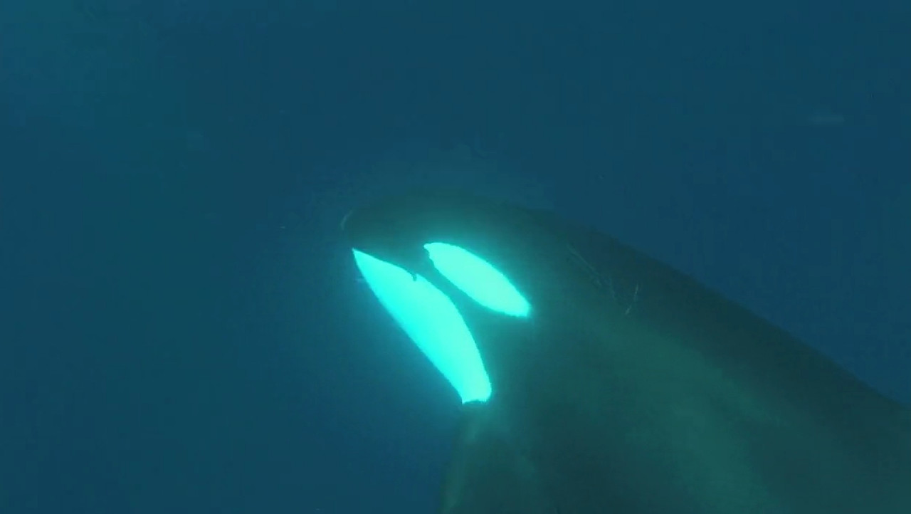 Dolphins and Whales 3D: Tribes of the Ocean Movie Screenshot