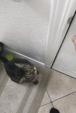 228.gif